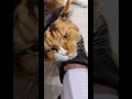 神奇的猫, gato mágico, magical cat, магическая кошка