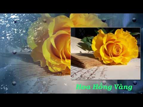 Video Ý NGHĨA HOA HỒNG - Nên Tặng Người Thân Hoa Hồng Màu Gì? - youtube