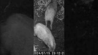 Assembramento Di Cinghiali