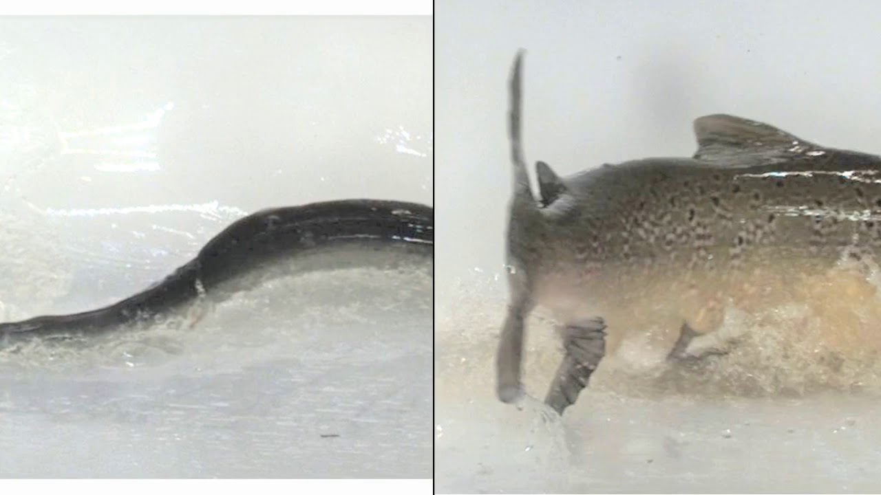 Whooshh Innovations Herting Project