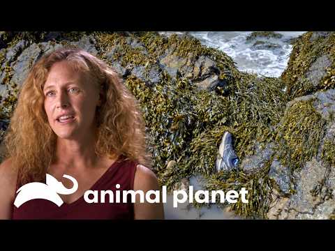 Could Ocean Currents Explain the Mystery of the Floating Feet? | Mysterious Waters