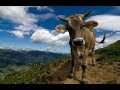 El Cuento de la Vaca (La necesidad)