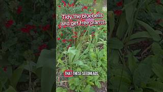 how to get more bluebells for free #gardening #gardeninghacks #bluebells