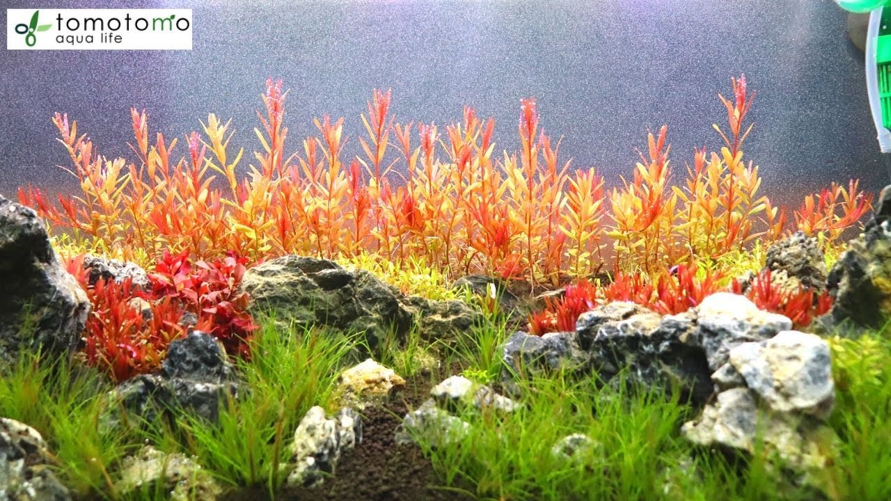 有茎草をきれいに魅せたい 注水３週間 換水頻度 トリミングのタイミング A60 Aquarium Tank With Ryuoh Stone Layout Youtube