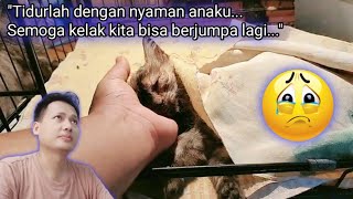 INNALILAHI...⁉️ Kucing RIP Seperti Sedang Tertidur || Kucing Cika Akhirnya Menyerah 😭 by Sahabat Meongers 368 views 1 month ago 10 minutes, 32 seconds