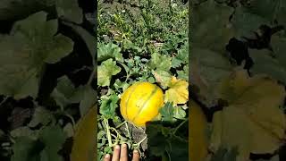 Pjeper I Verdh I Shijshem Prej Are - Fushe