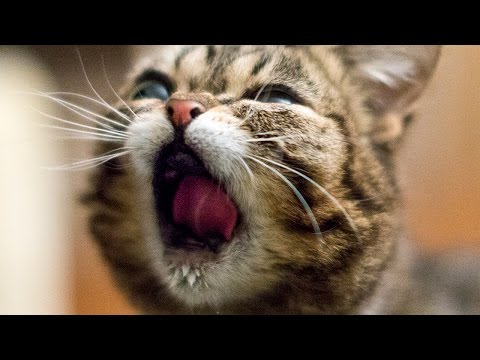 The funniest BUB SOUNDS...