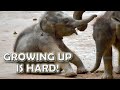 Growing up in the Animal Kingdom