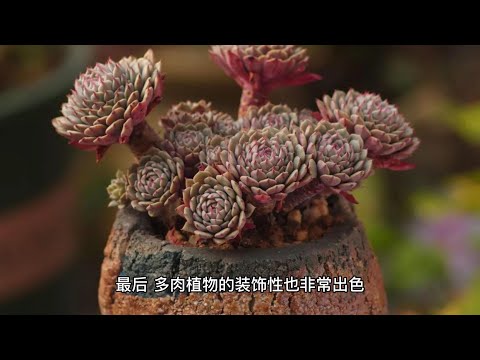 斑入り多肉の室内栽培:おすすめ品種と育て方のコツ