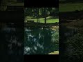 Yearling white tail deer lying in our pond summer 2025