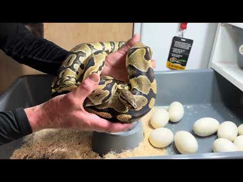June 27 2024 pulling a huge clutch of ball python eggs from a Grail X ...