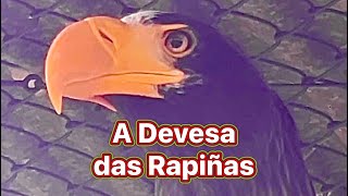 Visita a un gran aviario (a Devesa das Rapiñas)en el corazón de Galicia 