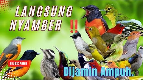 Rame Burung Datang‼️ MP3 Pikat Burung Kecil Terbaru Paling Jitu.
