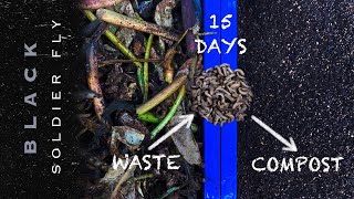 Make Fast Compost At Home With Black Soldier Fly Larvae