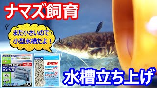 ナマズ飼育 水槽立ち上げ Youtube ナマズ飼育 水槽立ち上げ Youtube