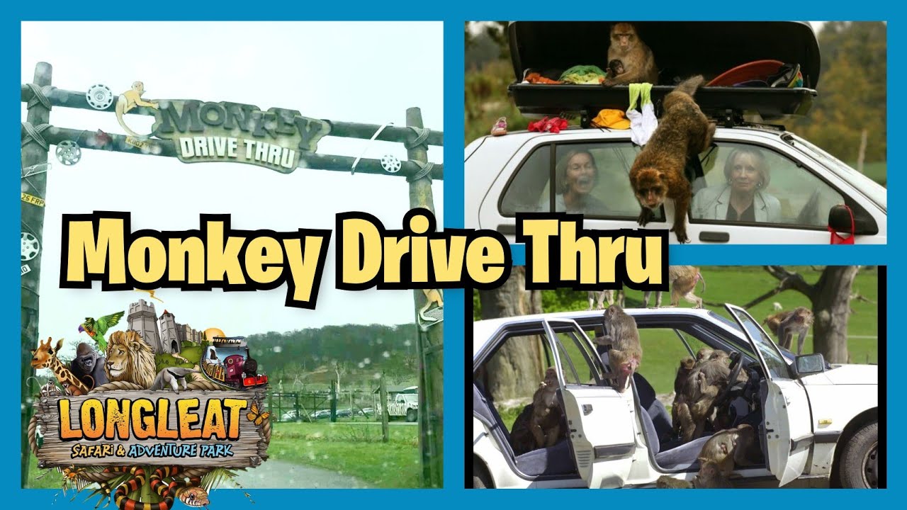 monkey drive through safari