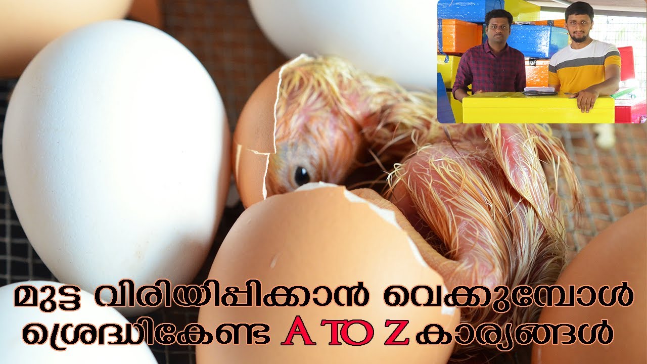 INCUBATOR ൽ മുട്ട വെക്കുന്നതിനു മുൻപ് കുറച്ചു കാര്യങ്ങൾ ശ്രെദ്ധിച്ചാൽ നല്ല റിസൾട്ട് കിട്ടും