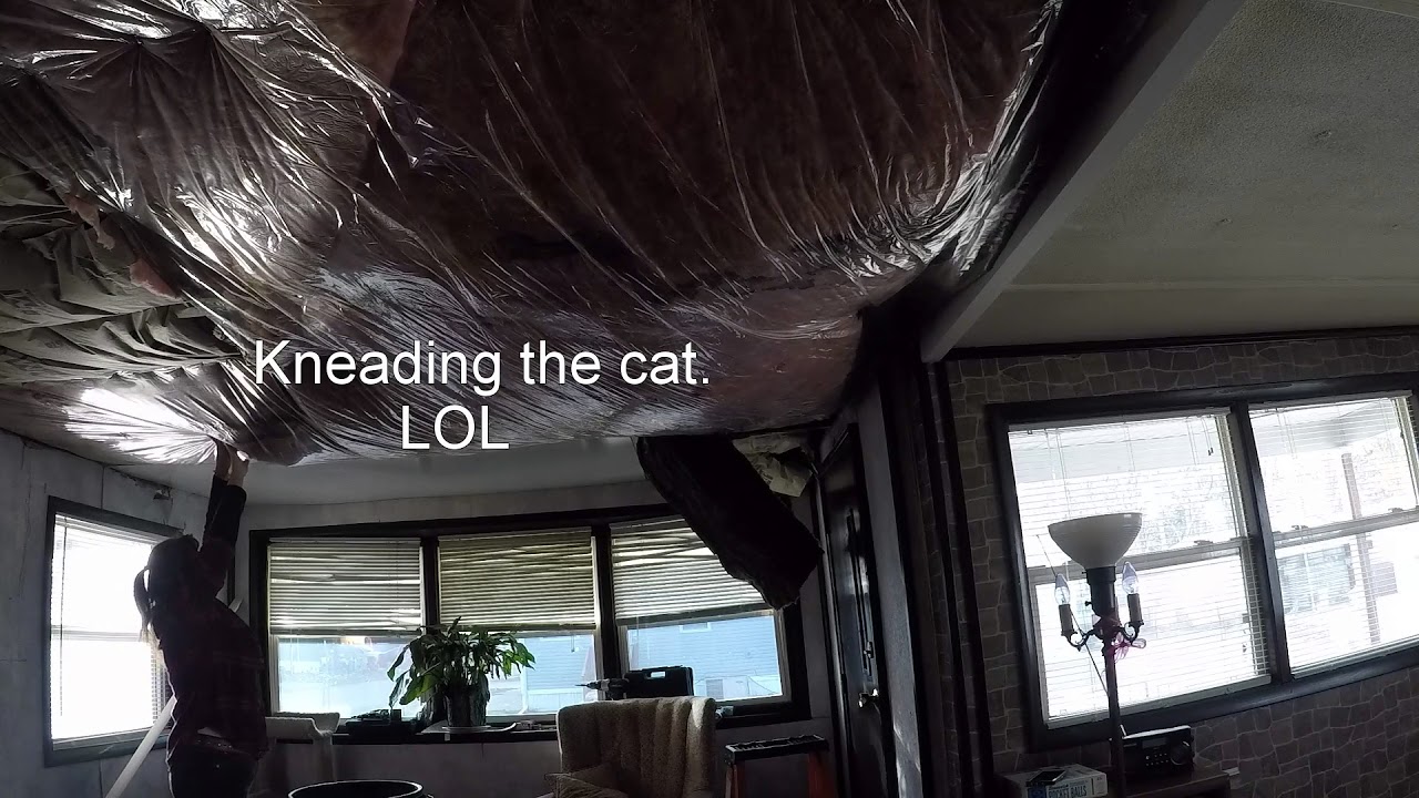 home renovation startup Renovating 101: Cat stay outside!