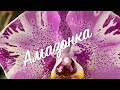 Орхидеи Денни и Амазонка