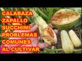 CALABAZA, ZAPALLO, SUCCHINI, PROBLEMAS COMUNES AL CULTIVAR 🥒🥒🥒 FÁCIL Y PRÁCTICO