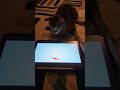 Maw Wants To HuntЁЯРа Cat Love Pets Shorts Shortvideo Trending Viralvideo Youtubeshorts Ytshorts Maw Wants To HuntЁЯРа Cat Love Pets Shorts Shortvideo Trending Viralvideo Youtubeshorts Ytshorts