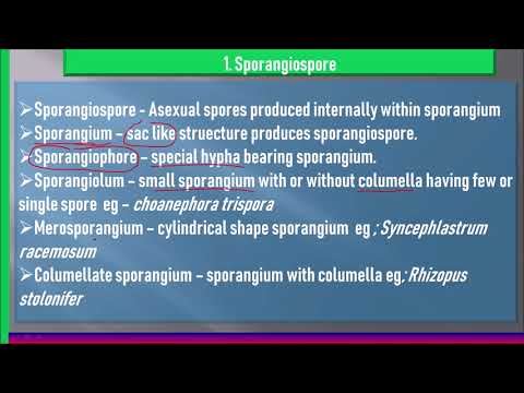 Видео: Difference Between Conidiophore And Sporangiophore