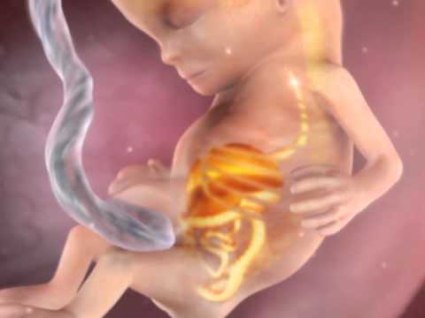 Vídeo: Com és Un Fetus A Les 17 Setmanes