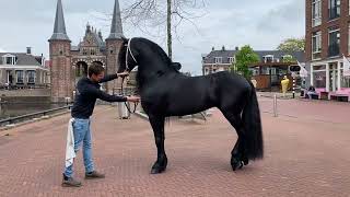 Friesian Horse Kalender - Elfsteden editie: Friese dekhengst Boet 516 in Sneek