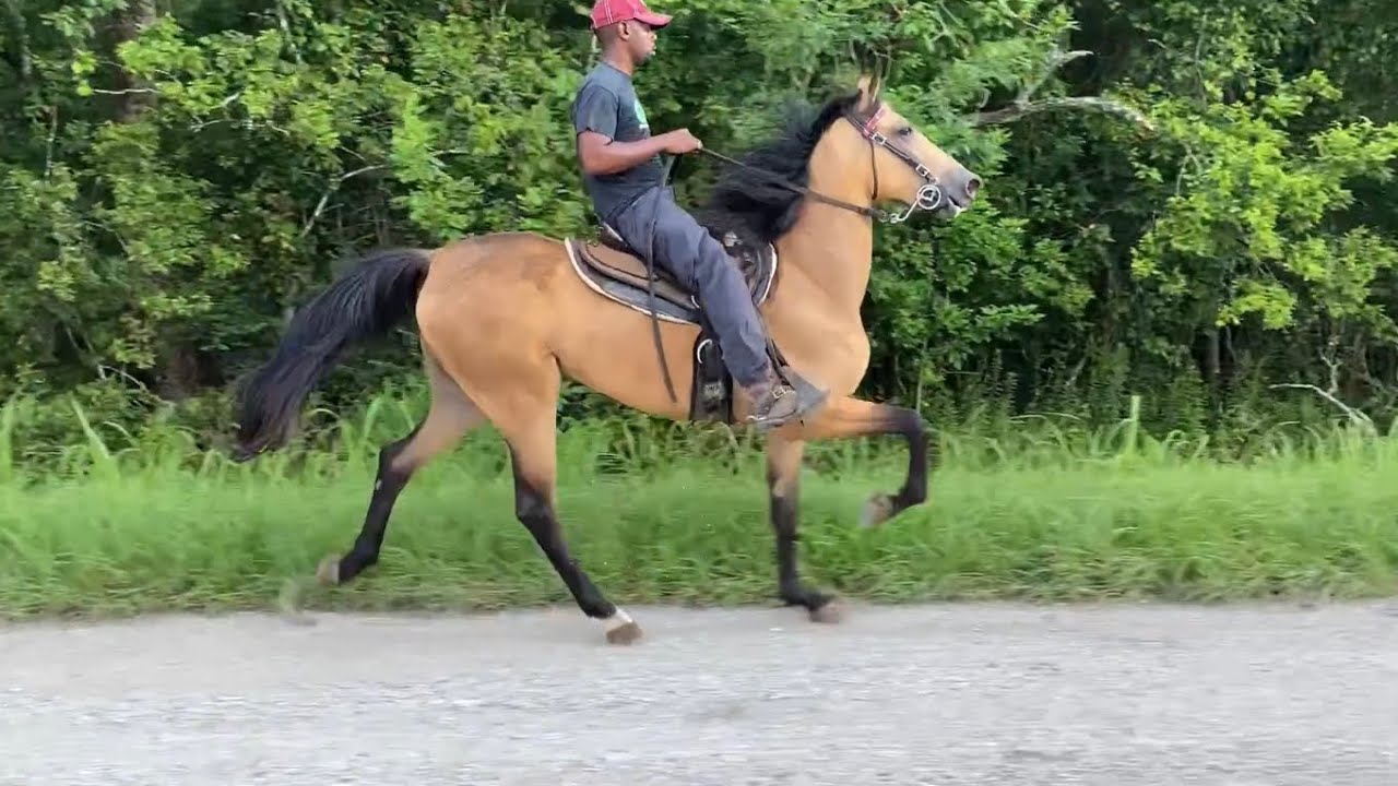 Training Transformation Video - Trotter/Saddlebred Filly (Rosharon, Tx)