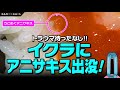 【閲覧注意】イクラの醤油漬けからアニサキス出没！トラウマ級！ #shorts