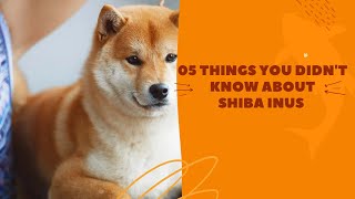 5 Things You Didn't Know About Shiba Inus by Bts Army 💜 56 views 2 years ago 2 minutes, 50 seconds