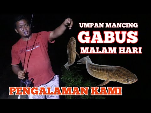 Video: Adakah gabus pop berfungsi dalam air tawar?