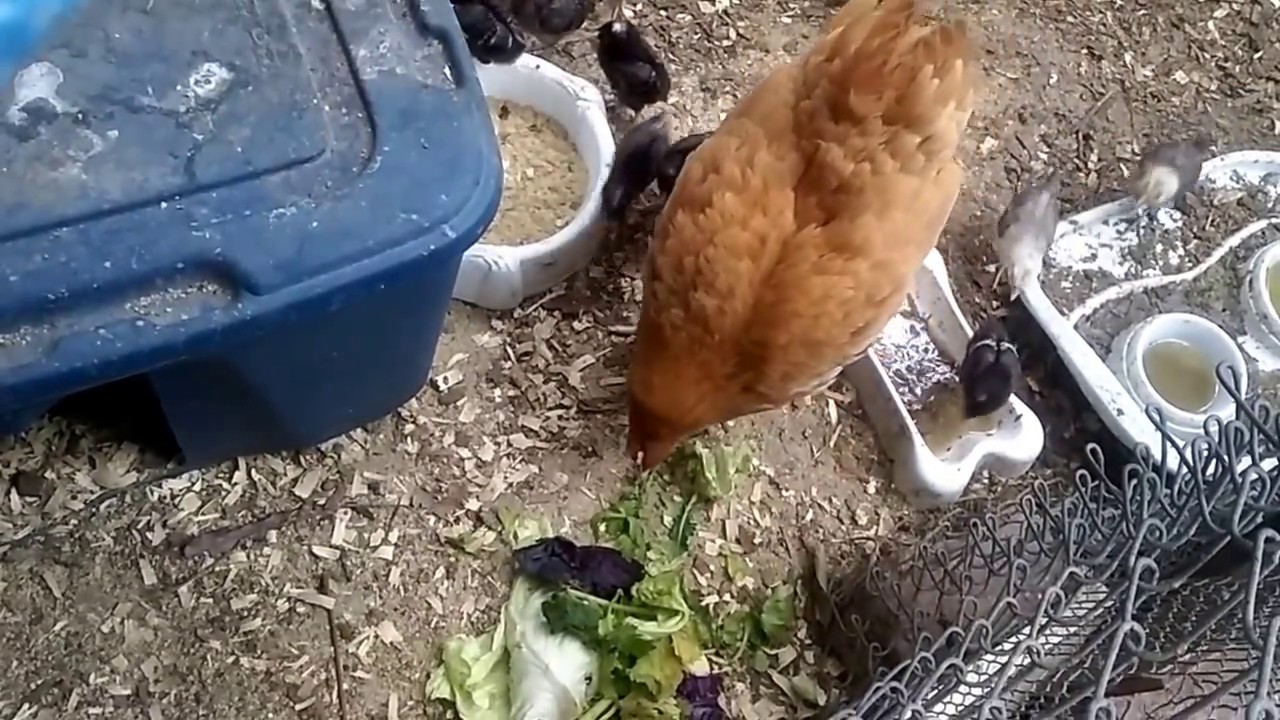 Time for Greens! Feeding my chickens greens. YouTube
