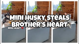 Mini Husky Throws HUGE TANTRUM When Sister Steals Heart