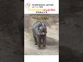 ママの真似をするがんばり屋の赤ちゃんゾウ