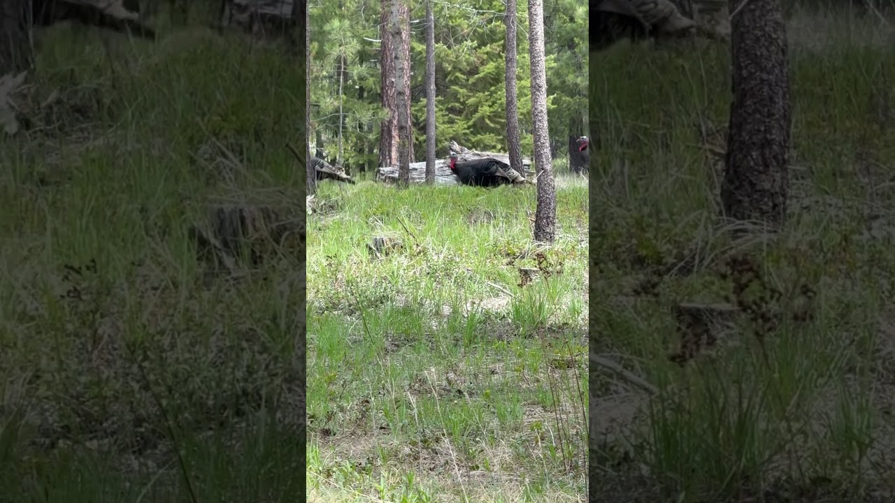 Jake’s hanging with the big boys #pnw #hunting #subscribe #content #turkey #spring #idaho #shorts
