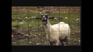 Weight Of The World - Evanescence (Goat Version)