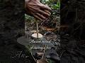 Hand drill fire method #primitivefirelighting #bushcraft