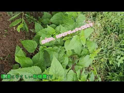 방아잎이 이렇게나  BangAの葉っぱがこんなにも  BangA's leaves are like this  특이한 향의 BangA잎의 향이 너무 좋아서 다양한 음식재료로 활용해요.