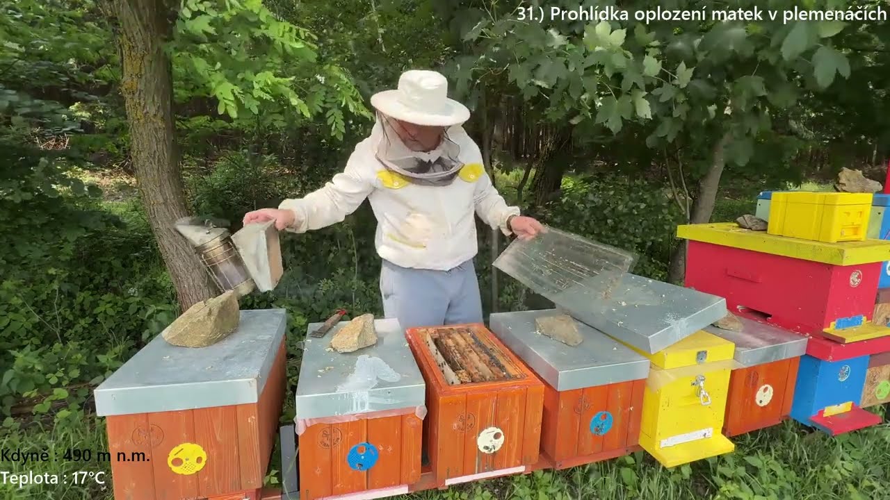 31.) 25 - 09 06 2025 - Kontrola plemenáčů - oplození matek, kladení, zásoby