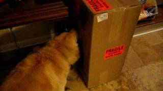 Dog licking a cardboard box for 2 minutes