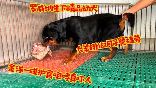 罗威纳生下精品幼犬，大羊排做月子餐犒劳，金洋一碰护食咆哮真吓人