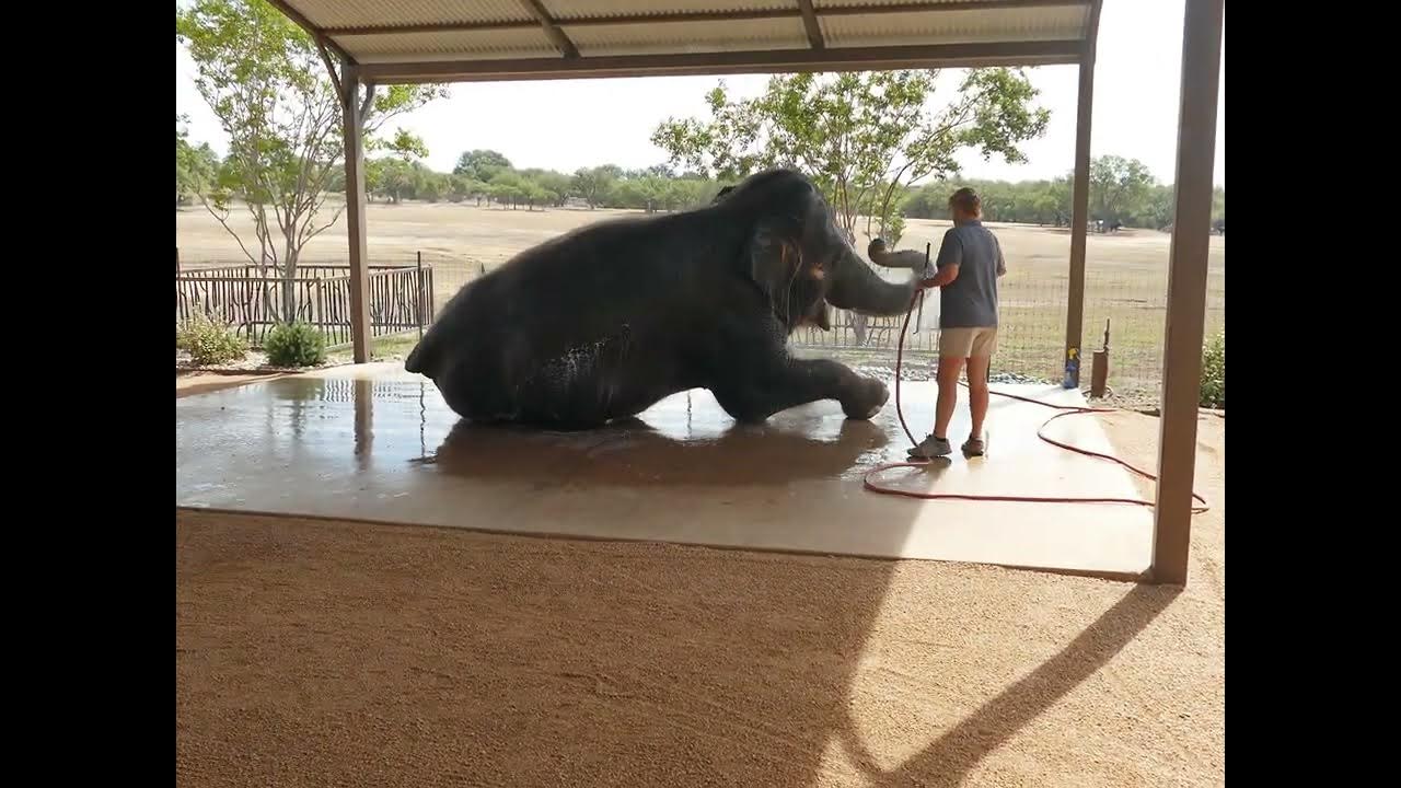 The Elephant PreserveFredericksburg, TXVideo Bath1Time YouTube
