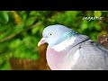 Close up of wood pigeon cooing 23.04.19