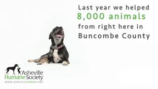 Give the Gift of a Second Chance by AshevilleHumane 152 views 7 years ago 16 seconds