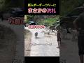 新人ボーダーコリーに まさかの洗礼