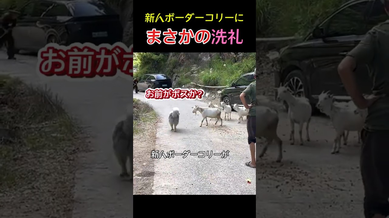 新人ボーダーコリーに まさかの洗礼