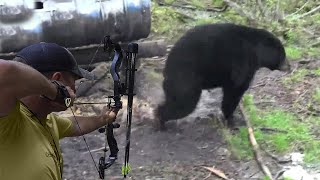 Hunting the fat bear for meat with an arrow 😱🔥👍👌 Part 1