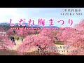 見頃のしだれ梅まつりに行きました #鈴鹿の森庭園 / weeping japanese plum trees festival Plum blossoms / #しだれ梅 #japan #梅