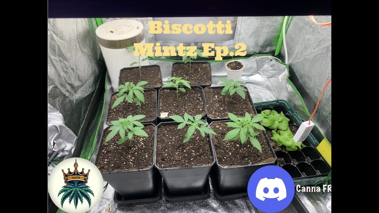 Biscotti Mintz Ep.2/13